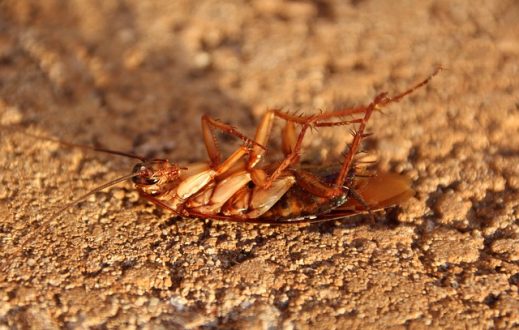 Dezinsekce štěnic – Hubení švábů